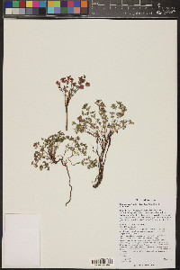 Euphorbia fendleri image