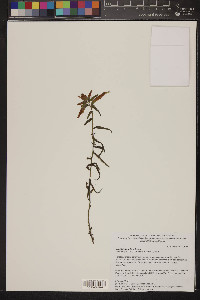 Castilleja tenuiflora image