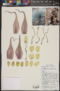 Hesperoyucca newberryi image