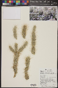 Cylindropuntia abyssi image