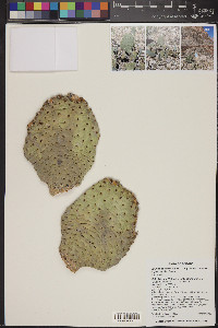 Opuntia basilaris image