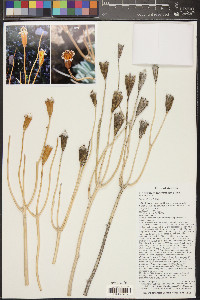 Arctomecon californica image