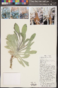 Arctomecon californica image