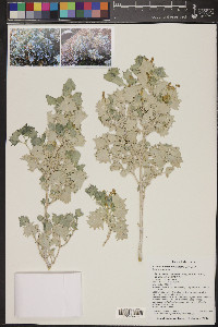 Atriplex hymenelytra image