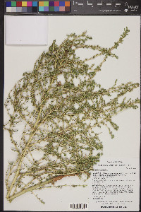 Amaranthus albus image