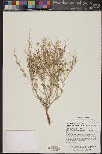 Atriplex elegans image