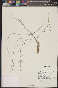 Talinum aurantiacum image