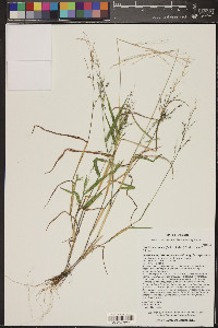 Urochloa arizonica image