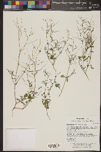 Boerhavia coulteri image