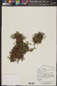 Selaginella arizonica image