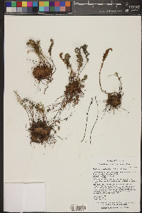 Myriopteris covillei image