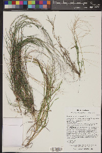 Muhlenbergia microsperma image