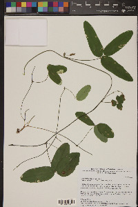 Cologania angustifolia image