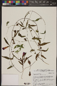 Ipomoea madrensis image