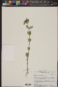 Euphorbia anychioides image