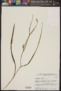 Calochortus venustulus image