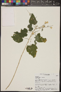 Abutilon incanum image