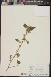 Abutilon abutiloides image