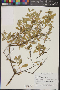 Buddleja parviflora image