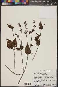 Mirabilis oxybaphoides image