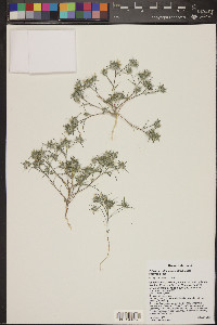 Eriastrum diffusum image