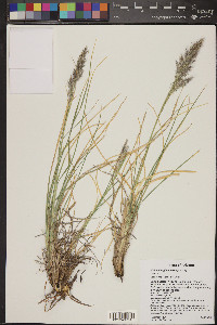 Muhlenbergia emersleyi image