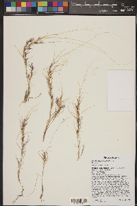 Muhlenbergia fragilis image