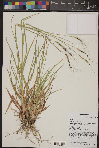 Heteropogon contortus image