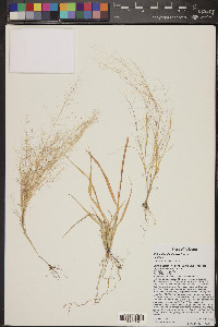 Muhlenbergia sinuosa image