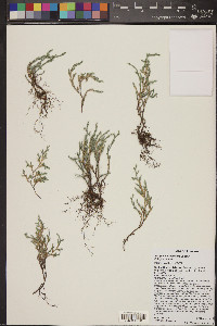 Selaginella rupincola image