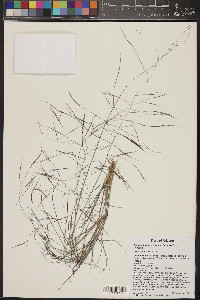 Aristida ternipes image