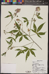 Gossypium thurberi image