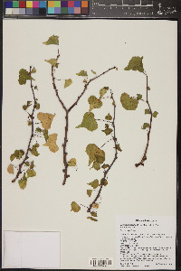 Jatropha cardiophylla image