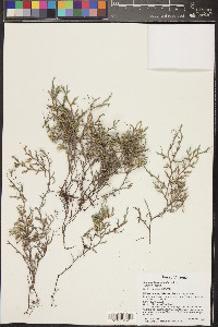 Selaginella rupincola image