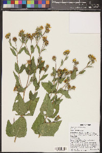 Aldama cordifolia image