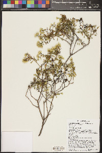 Ericameria cuneata var. spathulata image