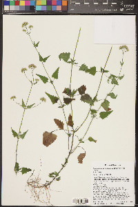 Fleischmannia sonorae image