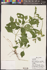 Iresine heterophylla image