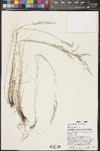 Muhlenbergia pauciflora image