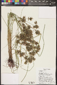 Cyperus flavicomus image