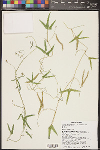 Phaseolus acutifolius var. tenuifolius image