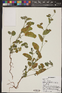 Waltheria indica image