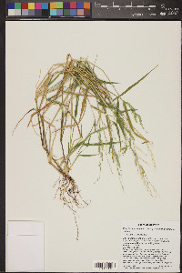 Eriochloa acuminata image