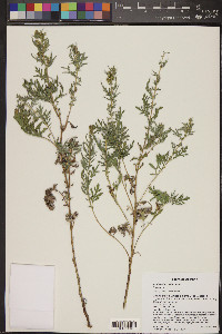 Ambrosia confertiflora image