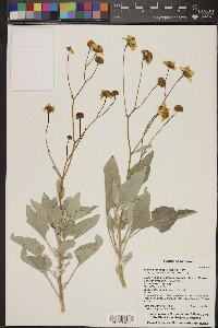 Encelia farinosa image