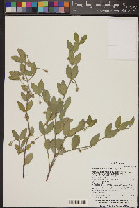 Simmondsia chinensis image