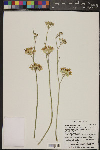 Asclepias subulata image