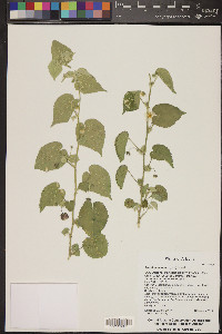 Abutilon incanum image