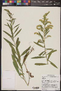 Solidago velutina subsp. sparsiflora image