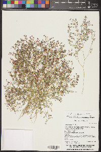 Euphorbia polycarpa image